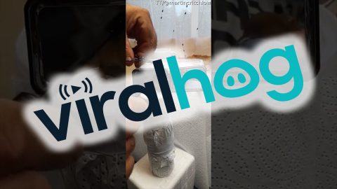 Giving a Mouse a Tiny Haircut || ViralHog