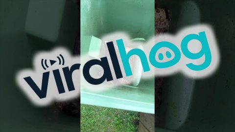 Raccoons Refuge In Garbage Bin || ViralHog