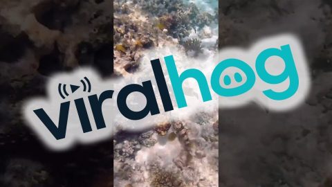 Octopus Punches a Fish || ViralHog