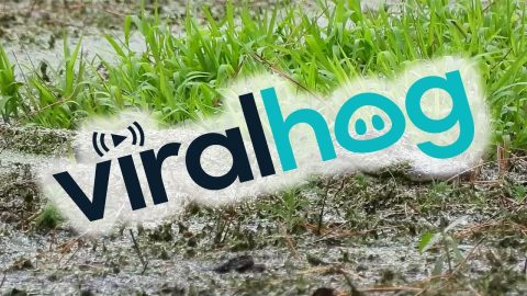 Alligator Camouflages In Murky Water || ViralHog