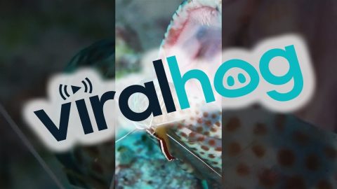 Shrimp Cleans Grouper's Jaws || ViralHog