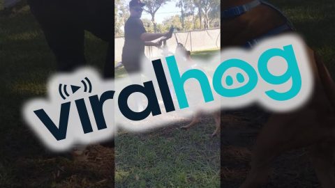 Pitbull Swings Around on Her Favorite Rope Toy || ViralHog