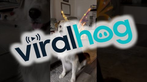 Dog With Fairy Wings Is Here to Make You Smile || ViralHog