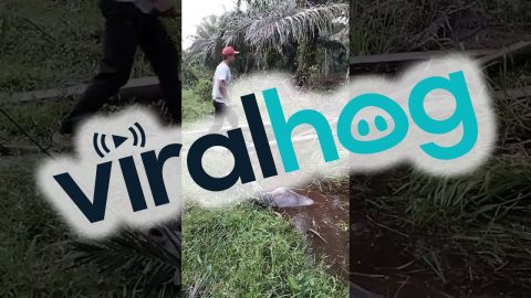 Rescuing A Cow In The Mud || ViralHog