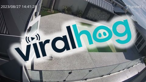 Man Falls Into Pool While Trying to Clean It || ViralHog