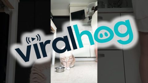 Sleepy Cat Demands Morning Meal || ViralHog