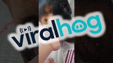 Little Dentist Checks Dog's Teeth || ViralHog