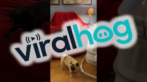 Determined Pup Dives Into Treat-Filled Bassinet || ViralHog