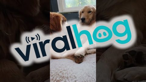 Golden Retrievers Learn to Share Newborn Kitten || ViralHog