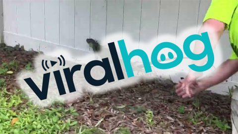 Iguana Hunter Goes On High Speed Chase || ViralHog
