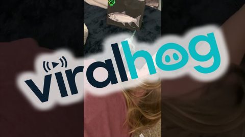 Bird Says Come On || ViralHog