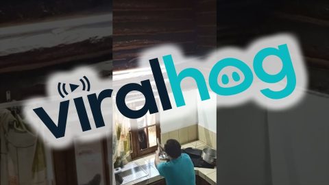 Black Bear Shatters Kitchen Window || ViralHog