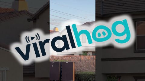Neighbor's Nosy Dog Jumps to See Over Wall || ViralHog