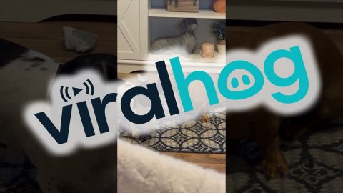 Doxie Pup Chews on His Sister's Ear || ViralHog