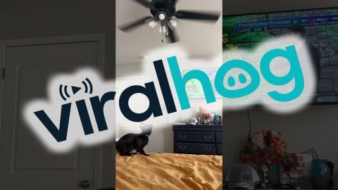 Black Cat Mimics Spinning Ceiling Fan || ViralHog