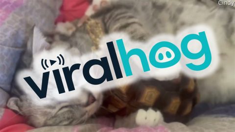 Cat Cuddles With Turtle || ViralHog