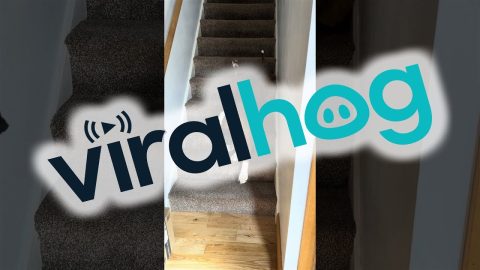 Dog Descends The Stairs || ViralHog