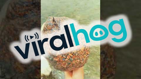 Surprising Find in the Water || ViralHog