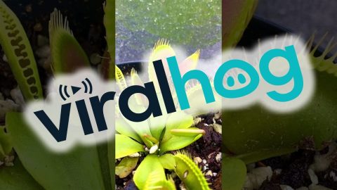 Wasp Dances Into Venus Flytrap || ViralHog