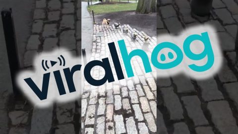 Pug Waits Patiently in Line || ViralHog