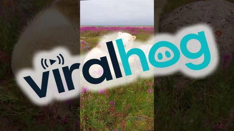 Polar Bears Stroll Through Fields of Wildflowers || ViralHog