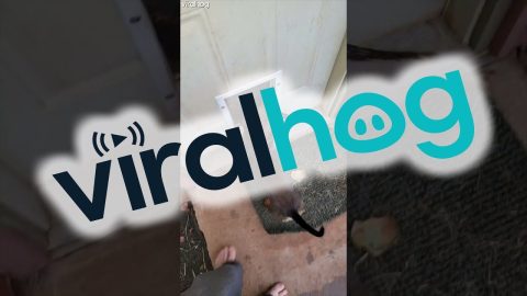 Clever Doggo Figures Out How to Get His Stick Through the Doggy Door || ViralHog