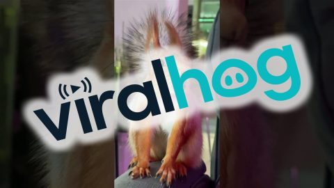 Singing Red Squirrel || ViralHog