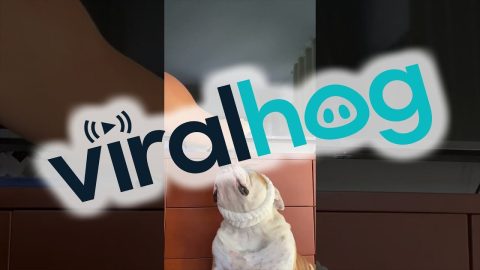 Get Ready With a Pampered Pooch || ViralHog