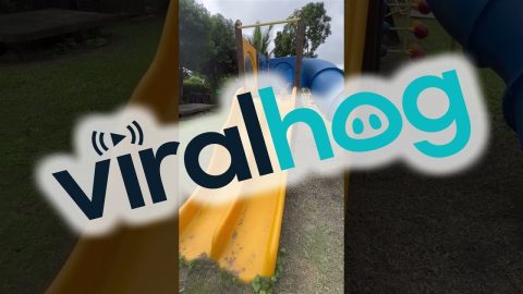 Ducks Enjoy an Afternoon at the Playground || ViralHog