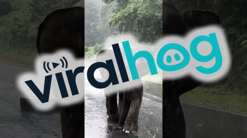 Elephant Charges at Tourist's Car || ViralHog
