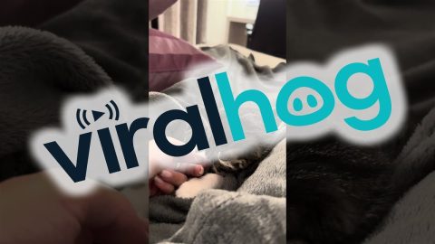 Kitten Sleeps Deeper Than The Mariana Trench || ViralHog