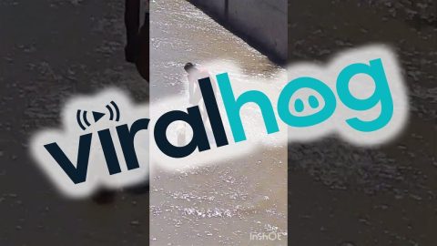 Man Saves Dog From Stream || ViralHog