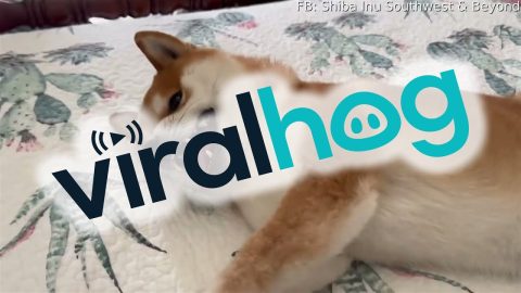 Lounging Shiba Waves Hello || ViralHog