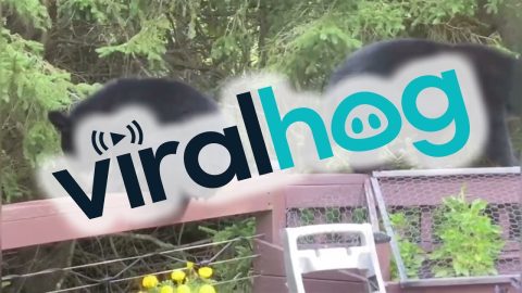 Baby Bear Playtime in Backyard || ViralHog