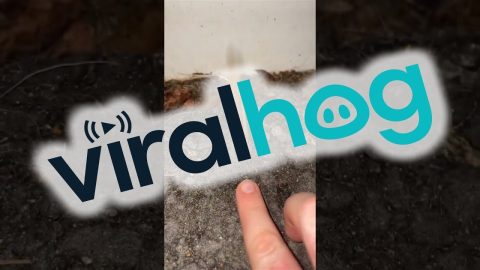 Poked Frog Splats Into Wall || ViralHog