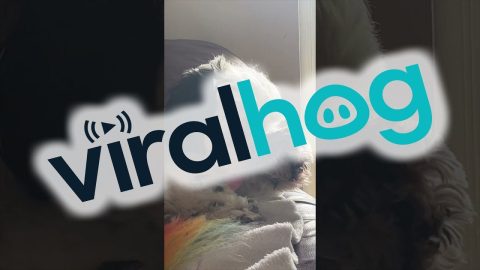 Dog Covers Nose After Owner Farts || ViralHog