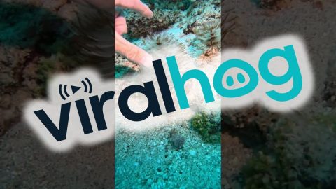 Sea Creatures Display Their Disappearing Act || ViralHog