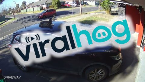 Cat Casually Chills On Car Roof || ViralHog
