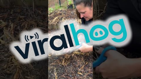 Family Rescues Snake From Garden Netting || ViralHog