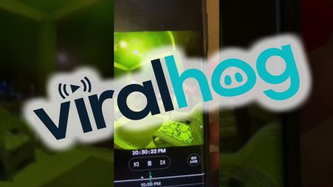 Daughter Dreadfully Dodges Doorbell Camera || ViralHog