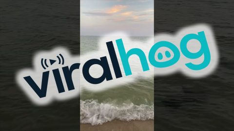 Stingrays Swim Along Beach at Sunset || ViralHog