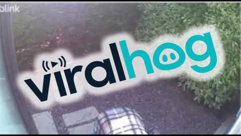 Unfortunate Timing At The Front Door || ViralHog
