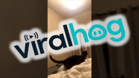 Cat Fails Leaping At Air || ViralHog