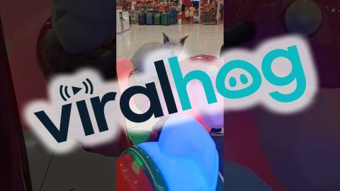 Cat Rides Mini Merry-Go-Round || ViralHog