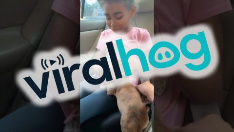 Mom Surprises Daughter With Puppy || ViralHog