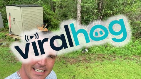 Yorkie Acts Tough in Standoff With Black Bear || ViralHog