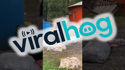 Black Bear Raids The Trash || ViralHog