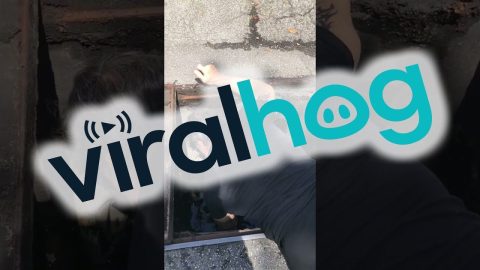 Husband Rescues Ducklings From Storm Drain || ViralHog