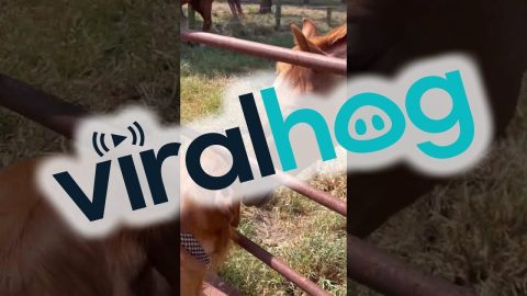 Golden Retriever Quickly Befriends Foal || ViralHog