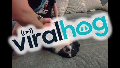 Pup Playfully Resuscitated In CPR Trick || ViralHog